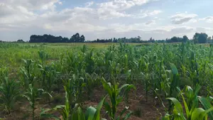 Over 85 Acres With Water Is Available for Lease in Nyandarua-Kasungu