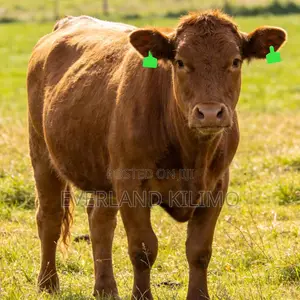 Professional Ear Tag - Medium