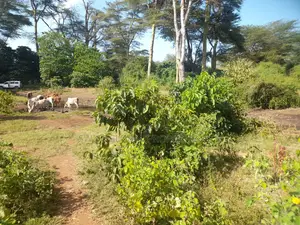 120 Acres Is Available for Sale in Bisil Kajiado County