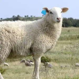 Easy Installation Small Tag for Sheep