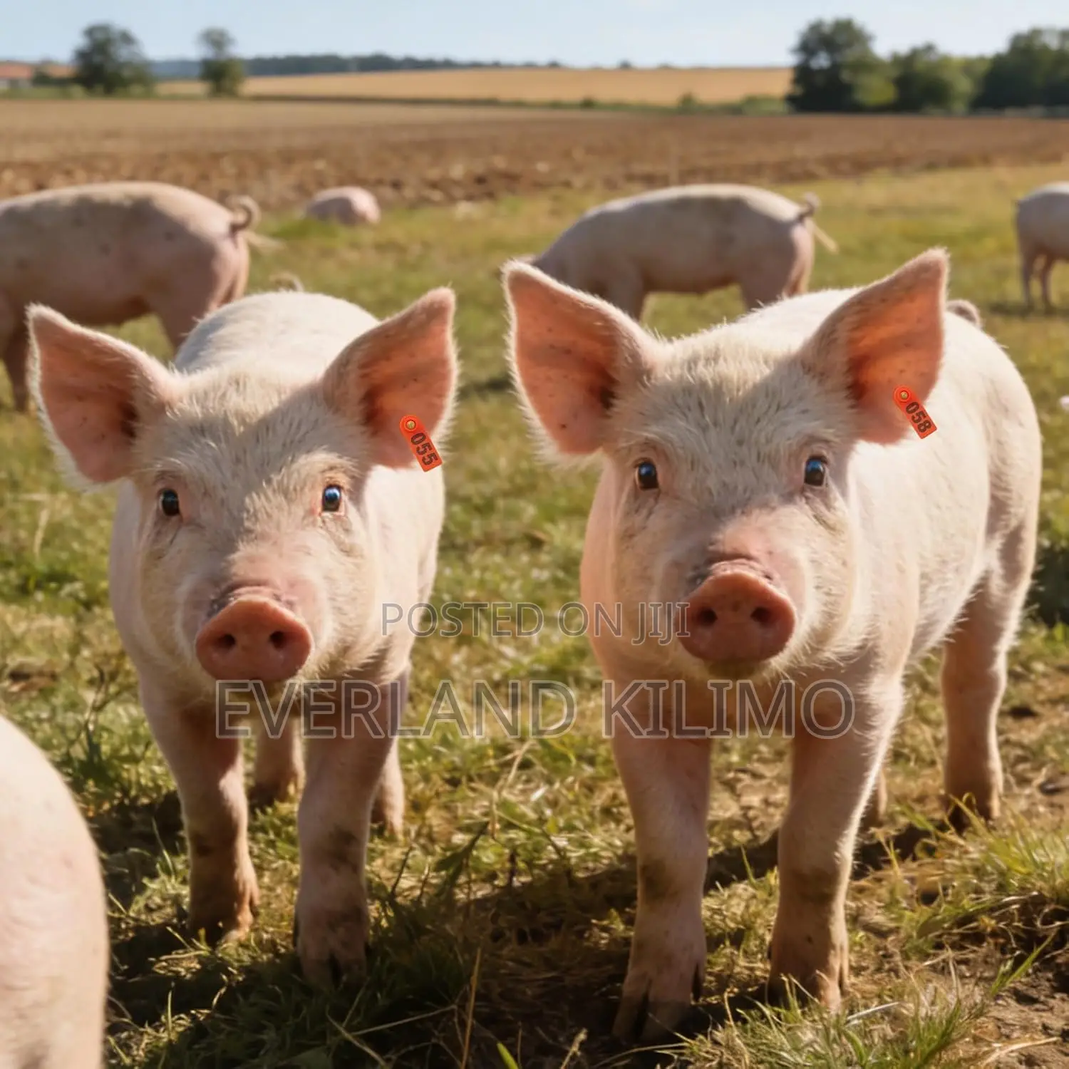 Breeding Record Slim Ear Tag