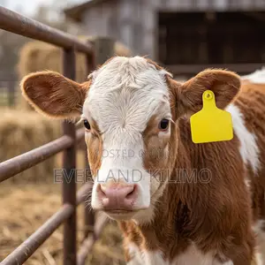 Dairy Herd Management Large Ear Tag