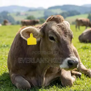 Ranch Herd Tag - Colored Medium Ear Tags