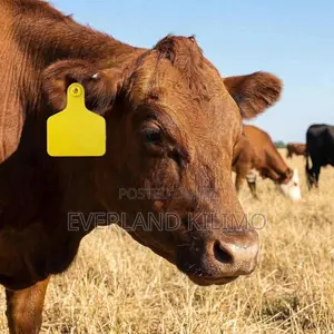 Beef Herd Management Tag - Large