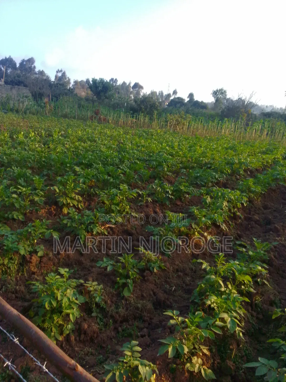 1⁄2 Acre Muguga
