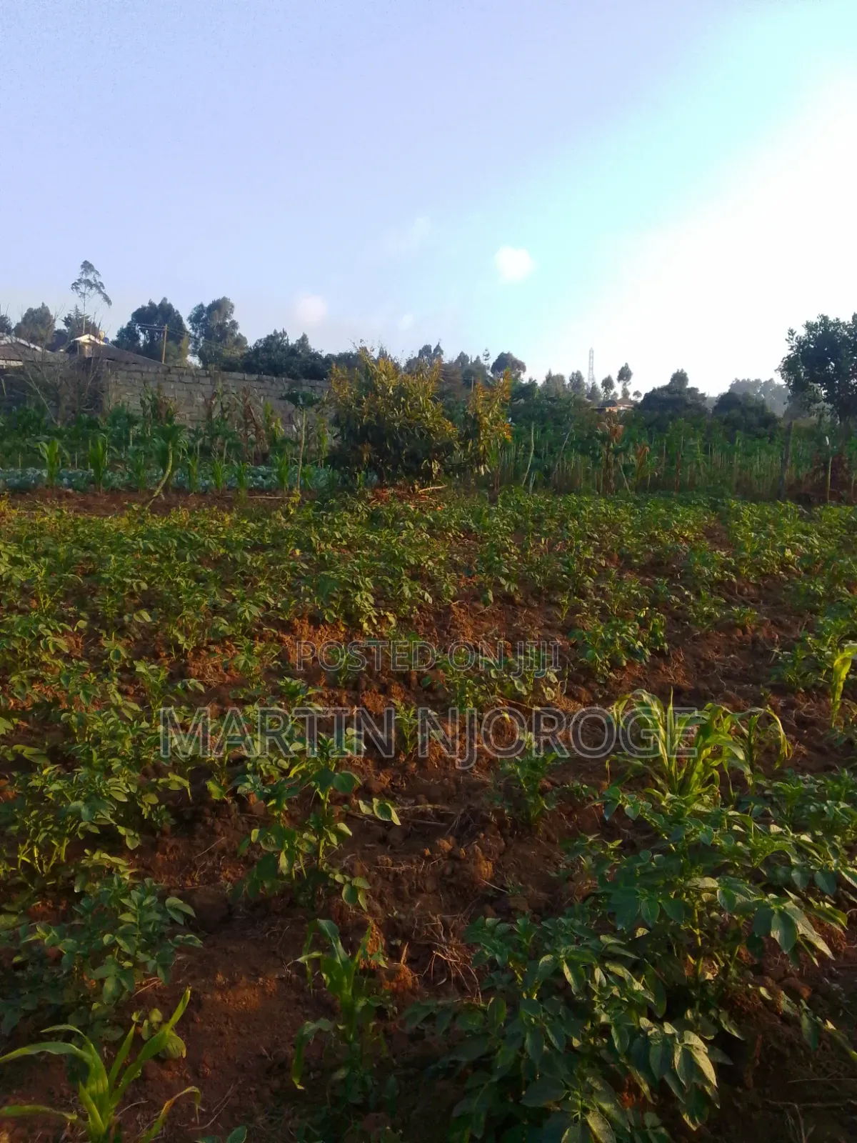 1⁄2 Acre Muguga