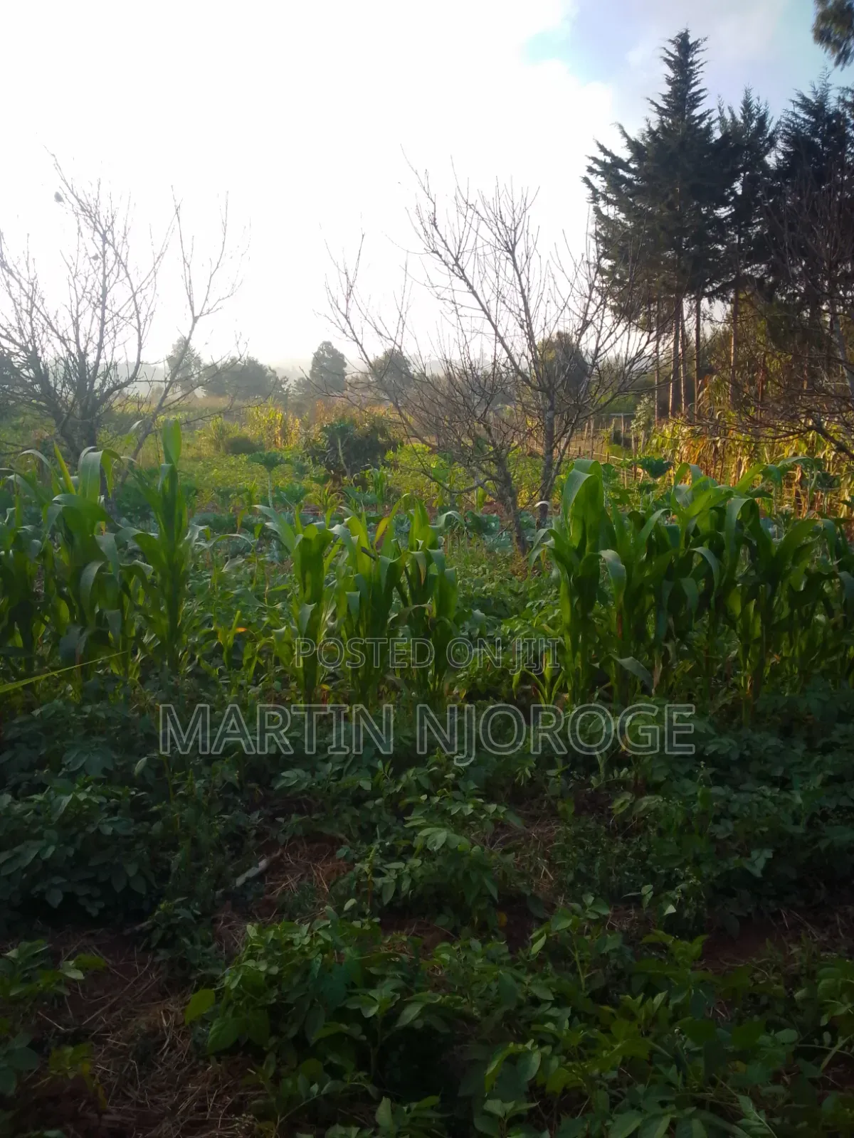 1⁄2 Acre Muguga