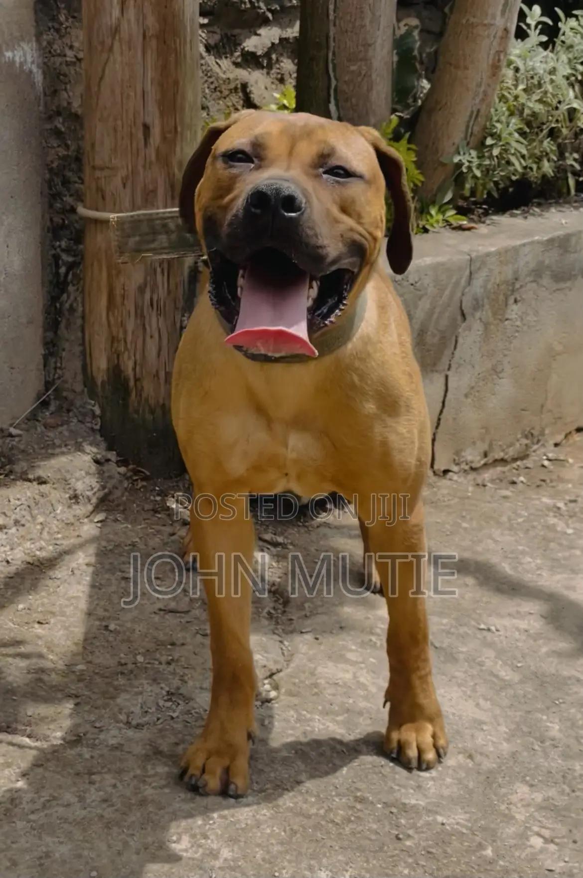 6-12 months Female Purebred Boerboel