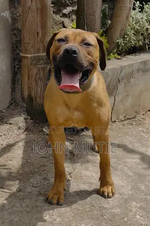 6-12 months Female Purebred Boerboel
