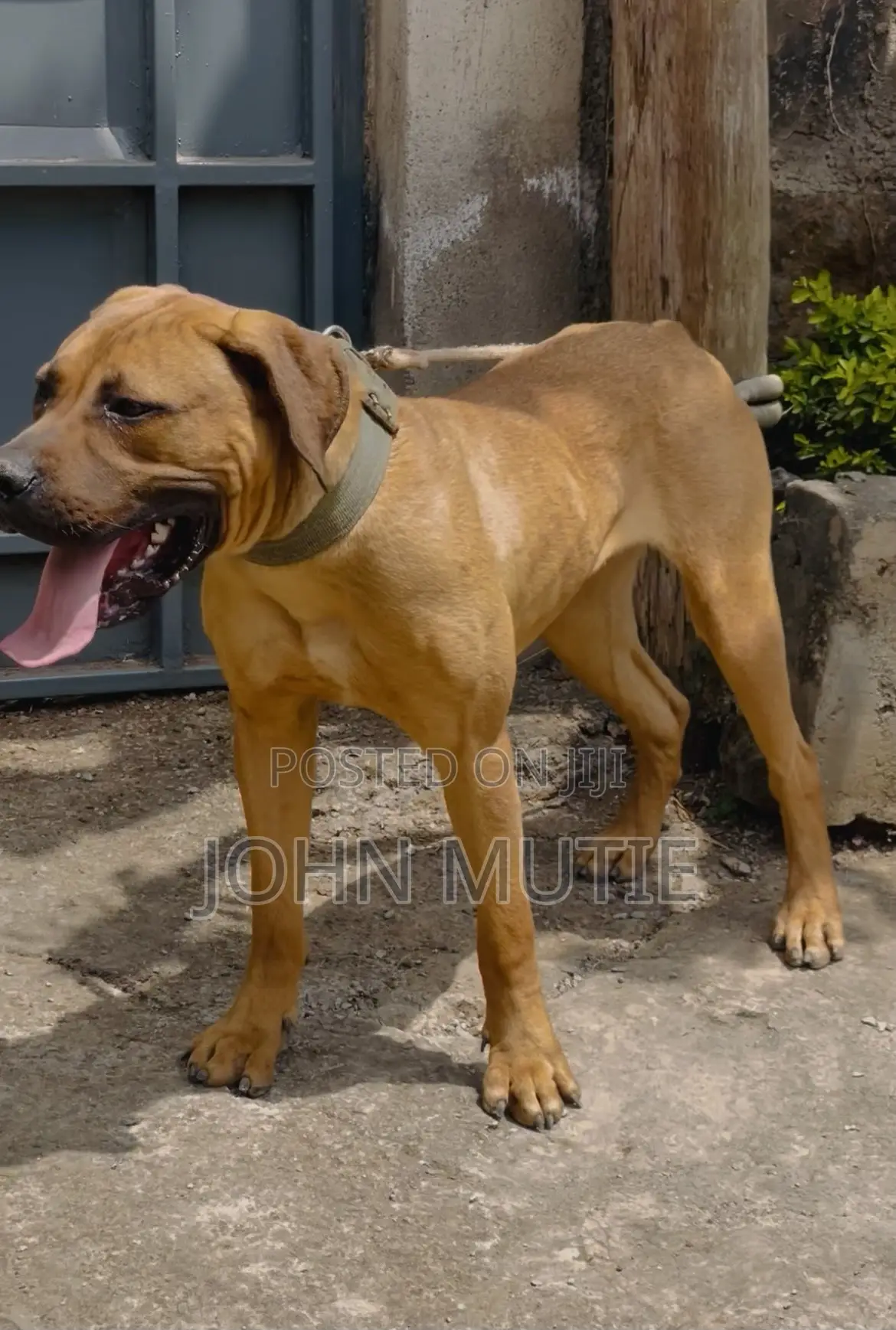 6-12 months Female Purebred Boerboel