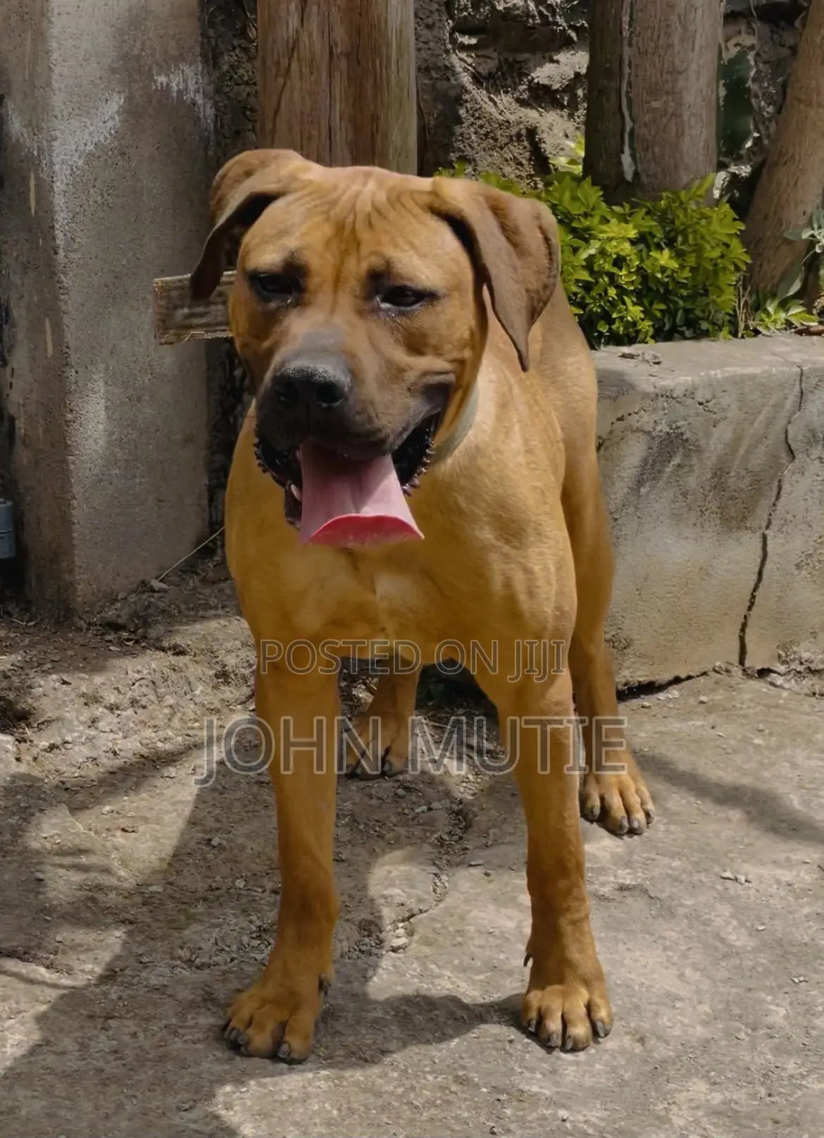 6-12 months Female Purebred Boerboel