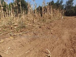 Writing 50×100 Plots for Sale – Kikuyu Kamangu (Ndigiuni)