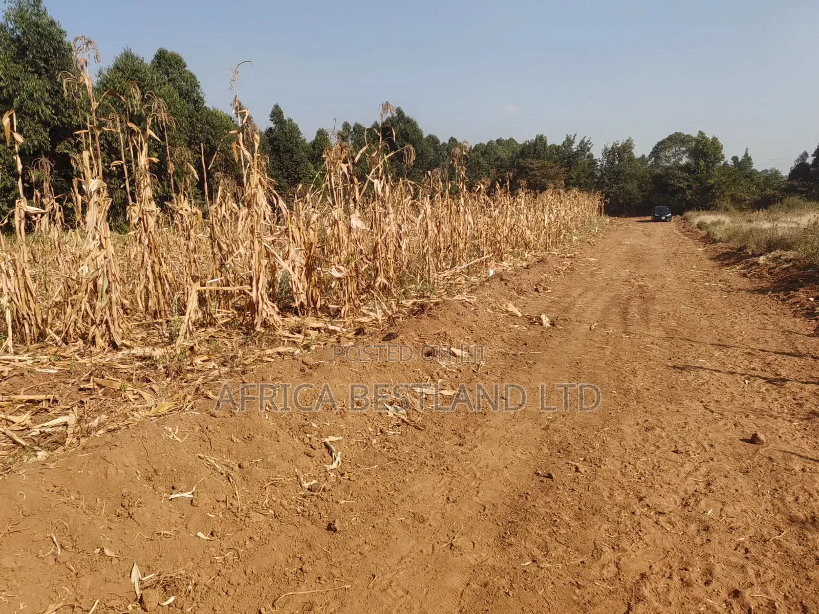 Writing 50×100 Plots for Sale – Kikuyu Kamangu (Ndigiuni)