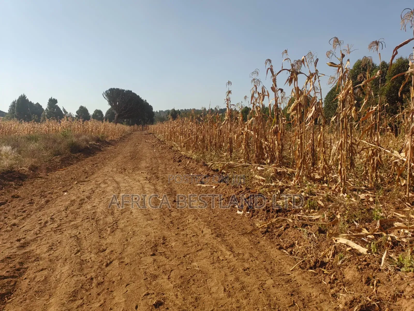 Writing 50×100 Plots for Sale – Kikuyu Kamangu (Ndigiuni)