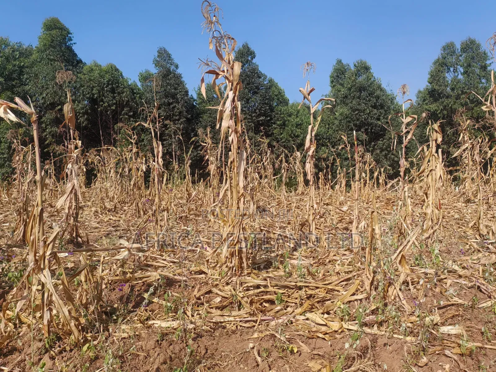 Writing 50×100 Plots for Sale – Kikuyu Kamangu (Ndigiuni)