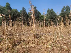 Writing 50×100 Plots for Sale – Kikuyu Kamangu (Ndigiuni)