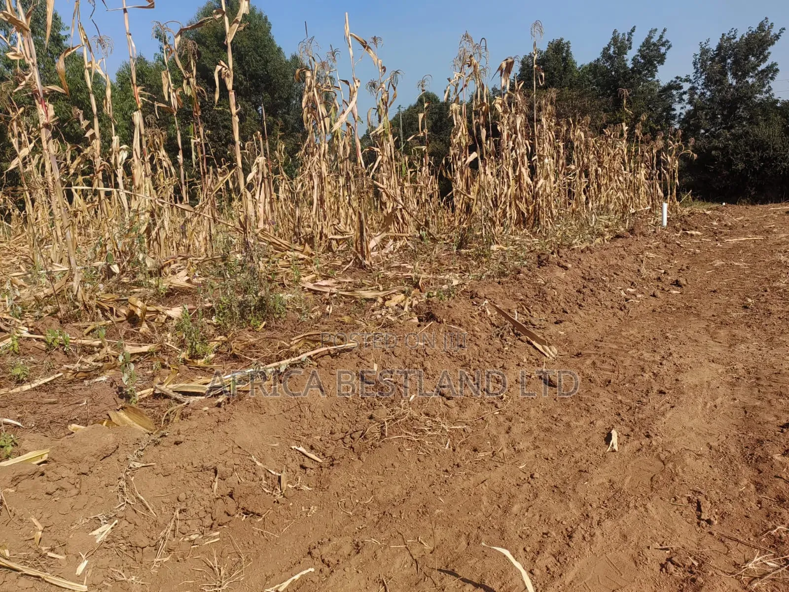 Writing 50×100 Plots for Sale – Kikuyu Kamangu (Ndigiuni)