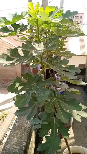 Fruiting Fig(only 1 Left)