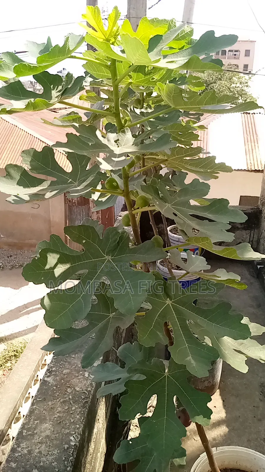 Fruiting Fig(only 1 Left)