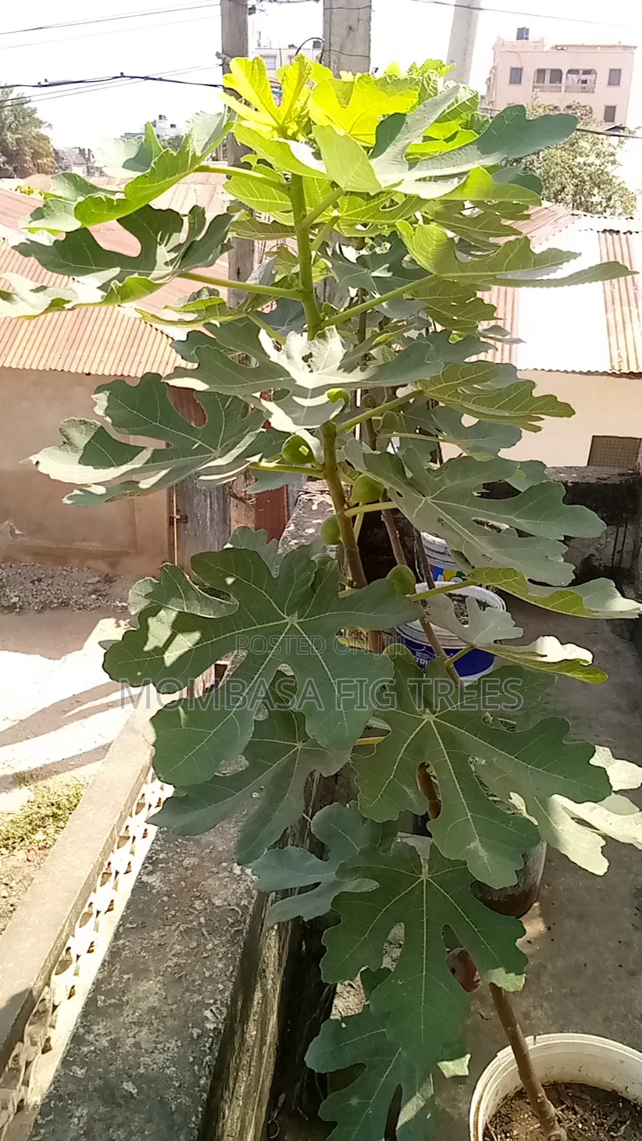 Fruiting Fig(only 1 Left)