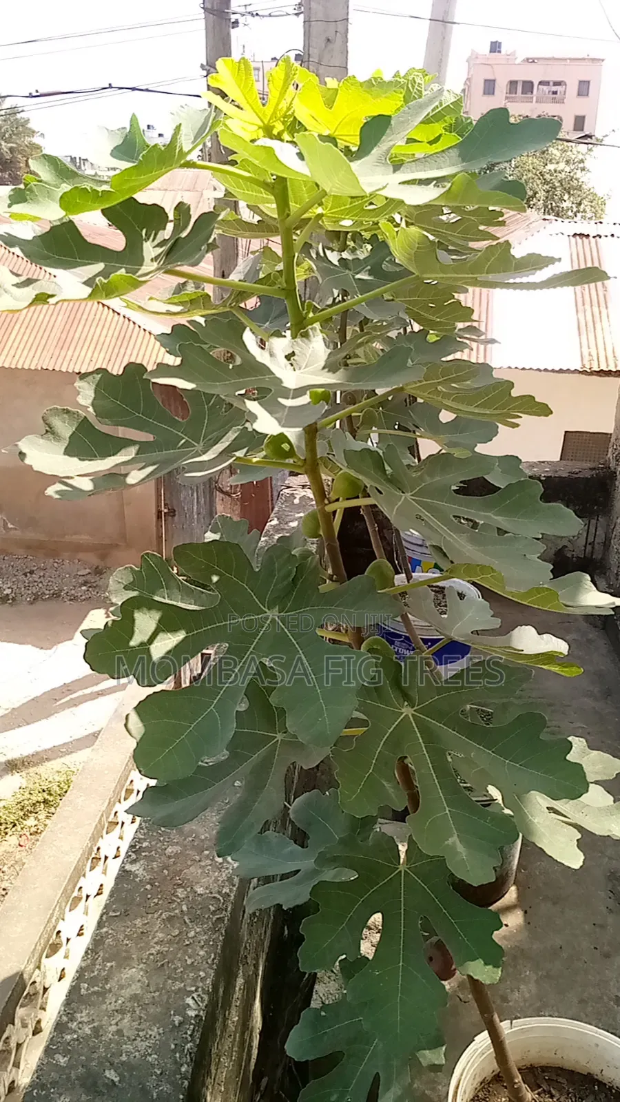 Fruiting Fig(only 1 Left)
