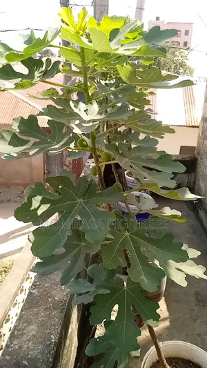 Fruiting Fig(only 1 Left)