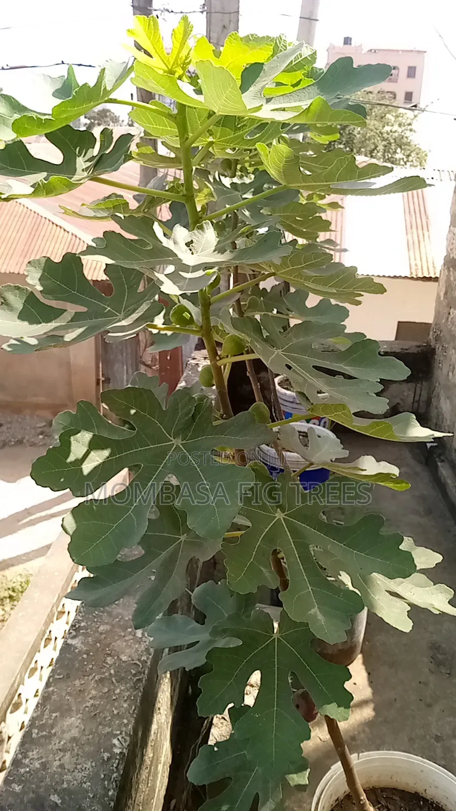 Fruiting Fig(only 1 Left)