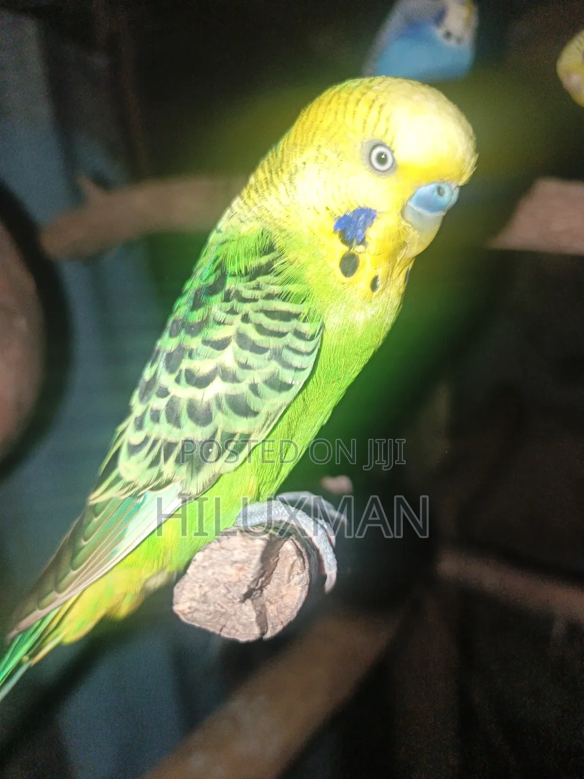 Budgies for Rehoming