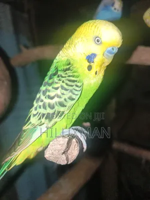 Budgies for Rehoming