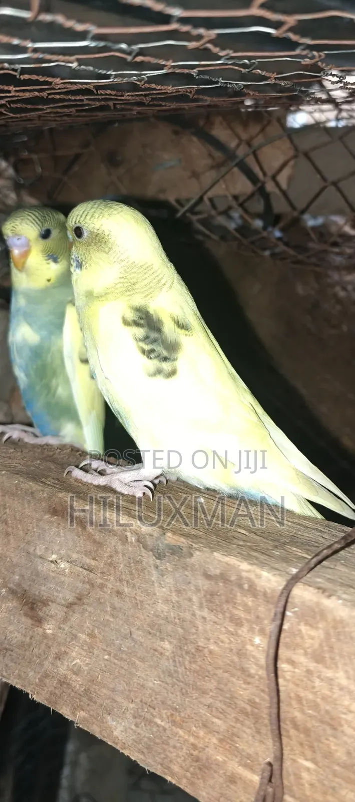 Budgies for Rehoming