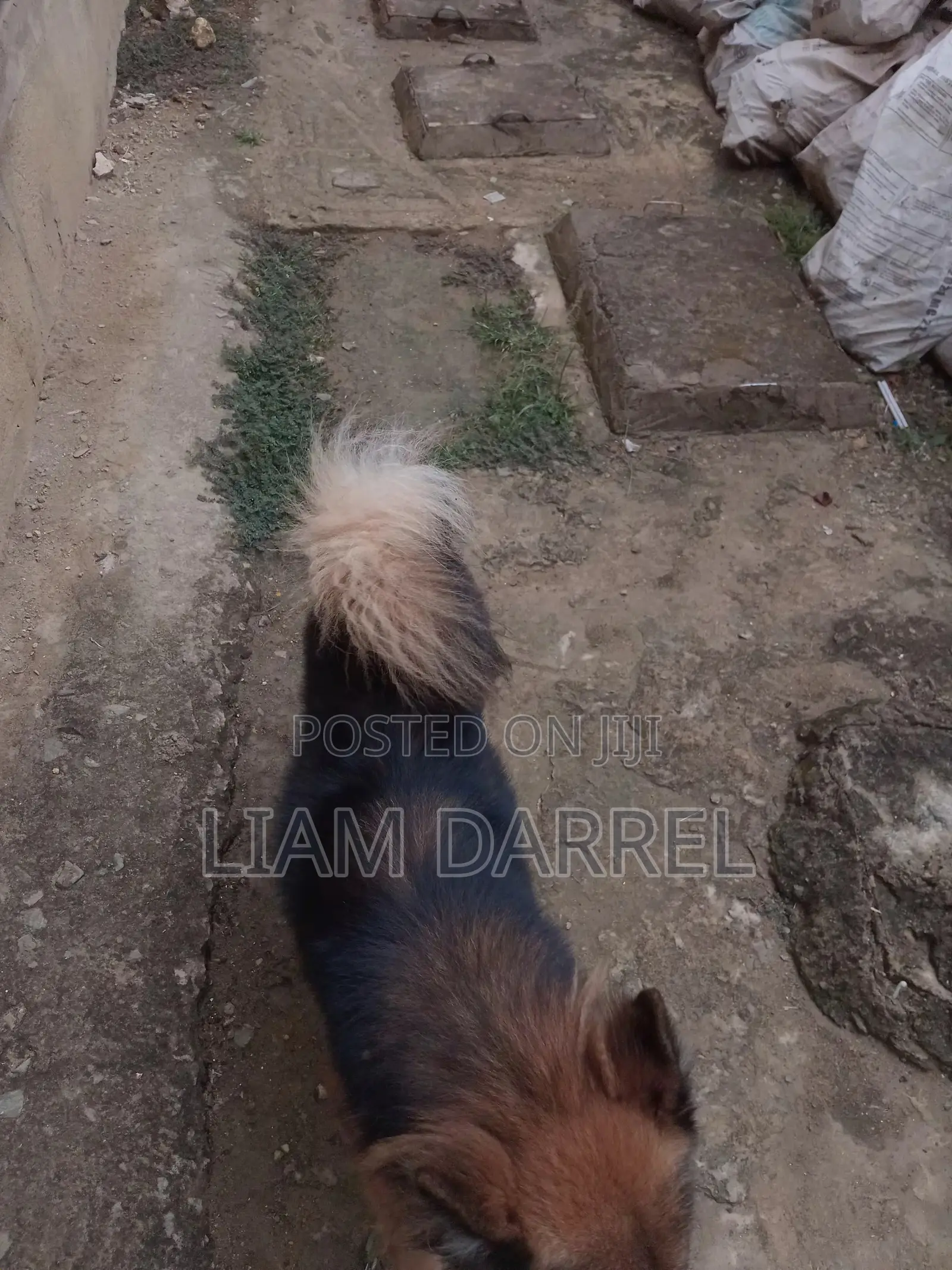 6-12 months Male Mixed Breed Japanese Spitz