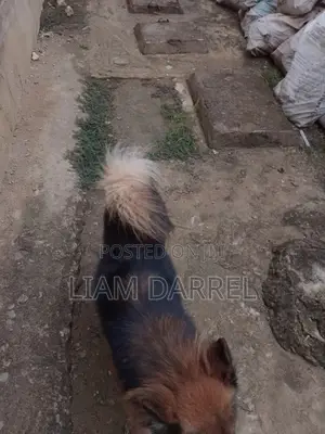 6-12 months Male Mixed Breed Japanese Spitz