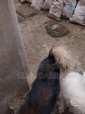 6-12 months Male Mixed Breed Japanese Spitz