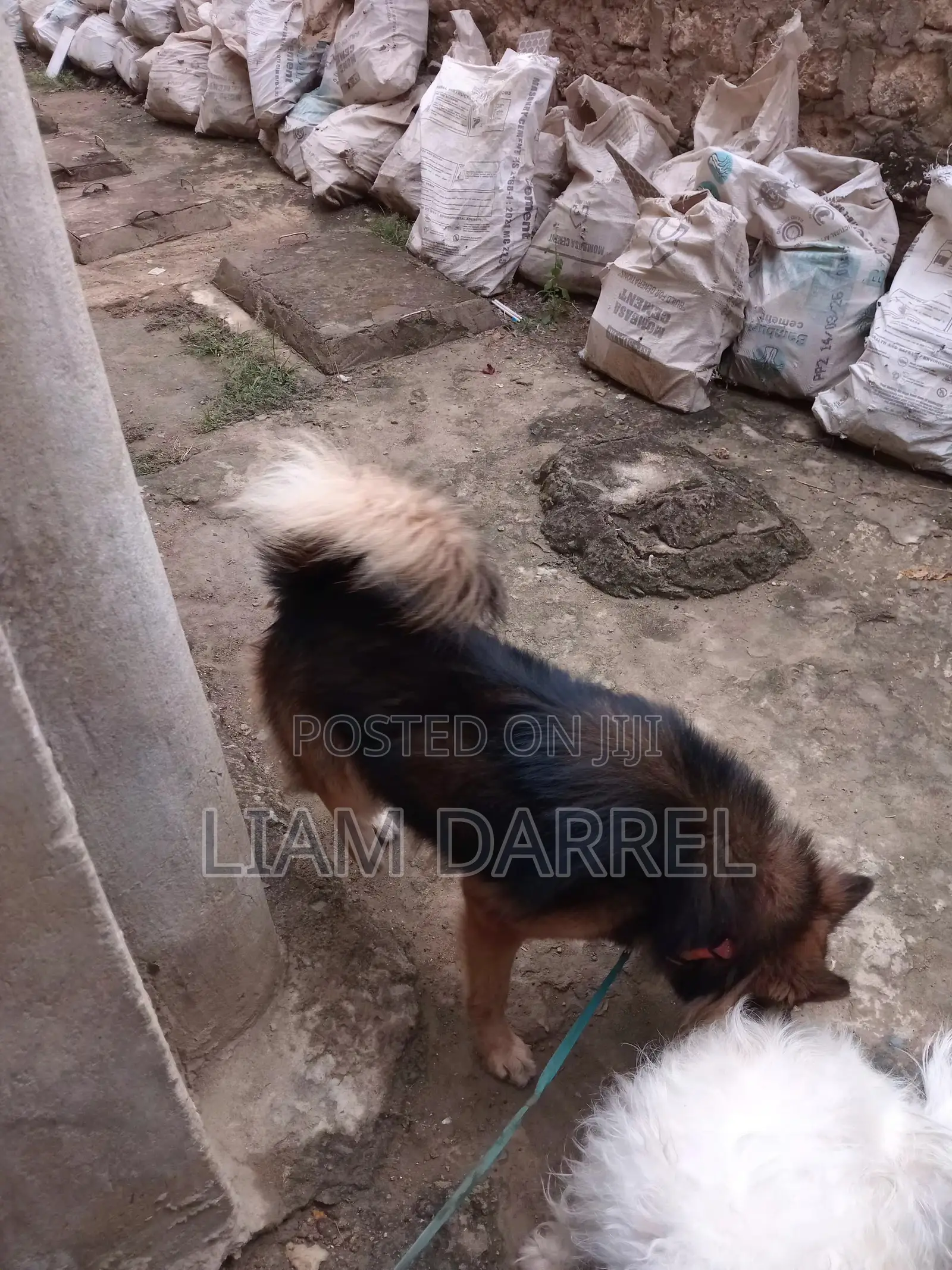 6-12 months Male Mixed Breed Japanese Spitz