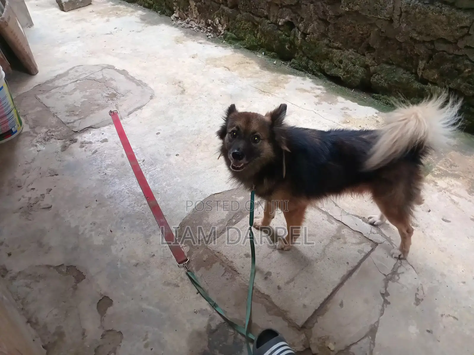 6-12 months Male Mixed Breed Japanese Spitz