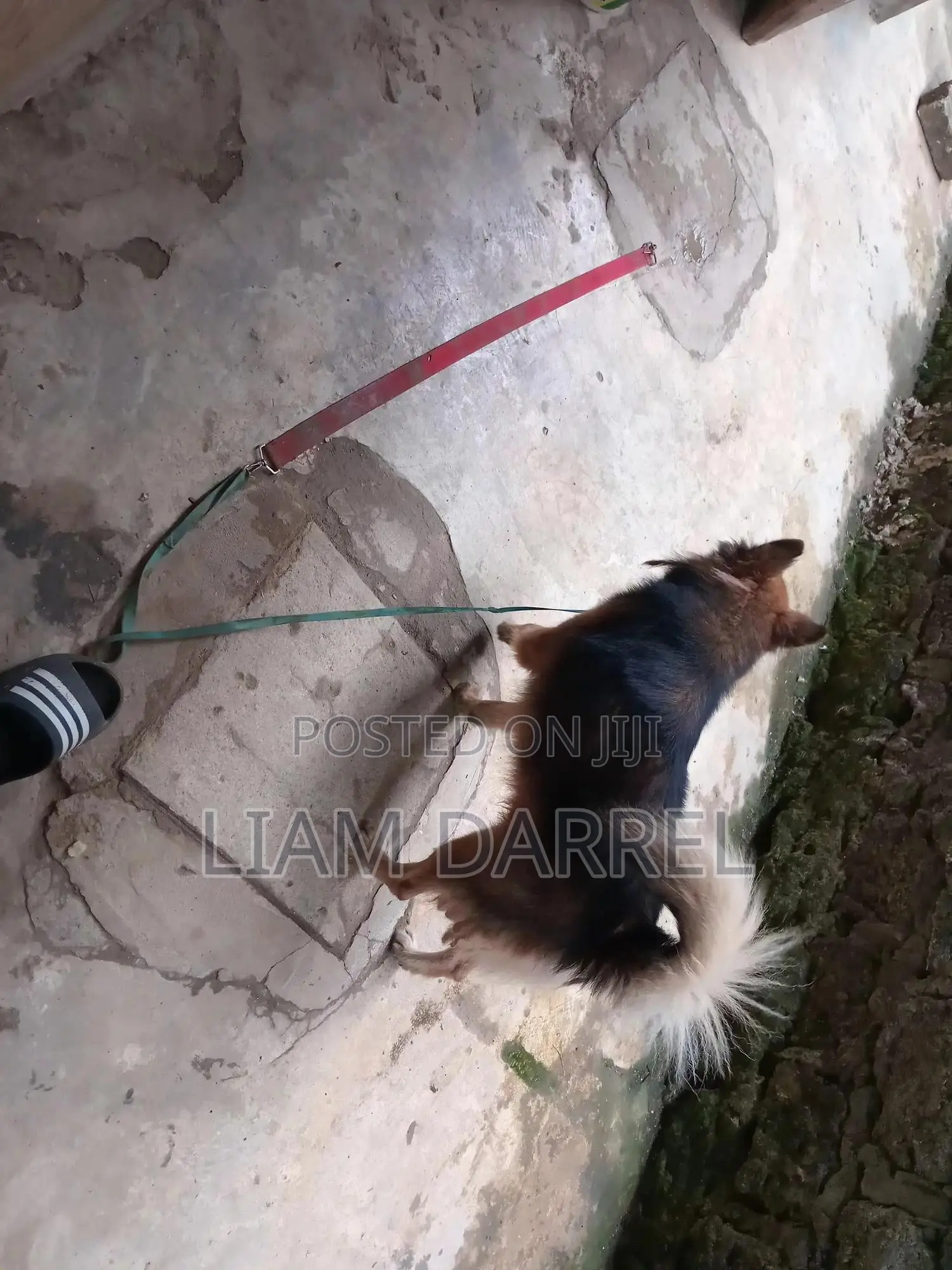 6-12 months Male Mixed Breed Japanese Spitz