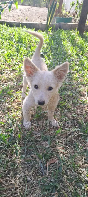 3-6 months Male Mixed Breed Japanese Spitz