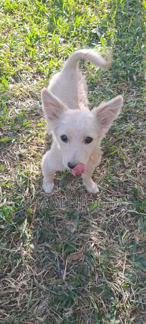 3-6 months Male Mixed Breed Japanese Spitz