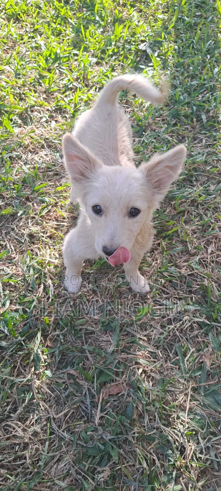 3-6 months Male Mixed Breed Japanese Spitz