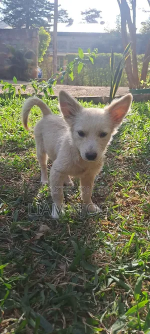 3-6 months Male Mixed Breed Japanese Spitz