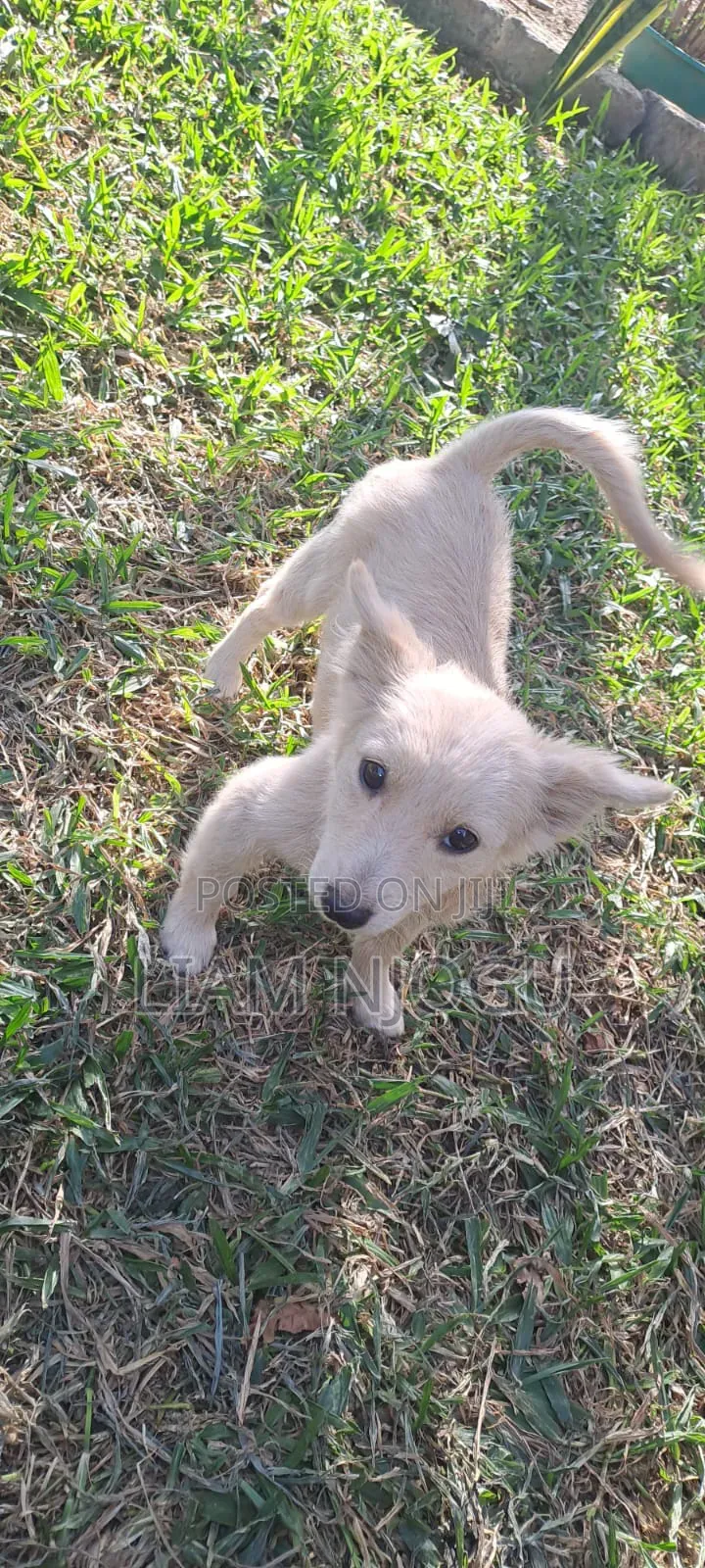 3-6 months Male Mixed Breed Japanese Spitz