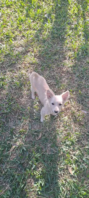 3-6 months Male Mixed Breed Japanese Spitz