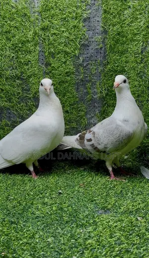 Saddle Racing Breeding Pair