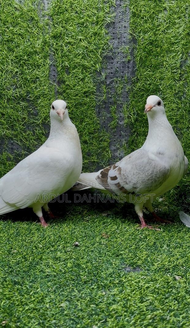 Saddle Racing Breeding Pair