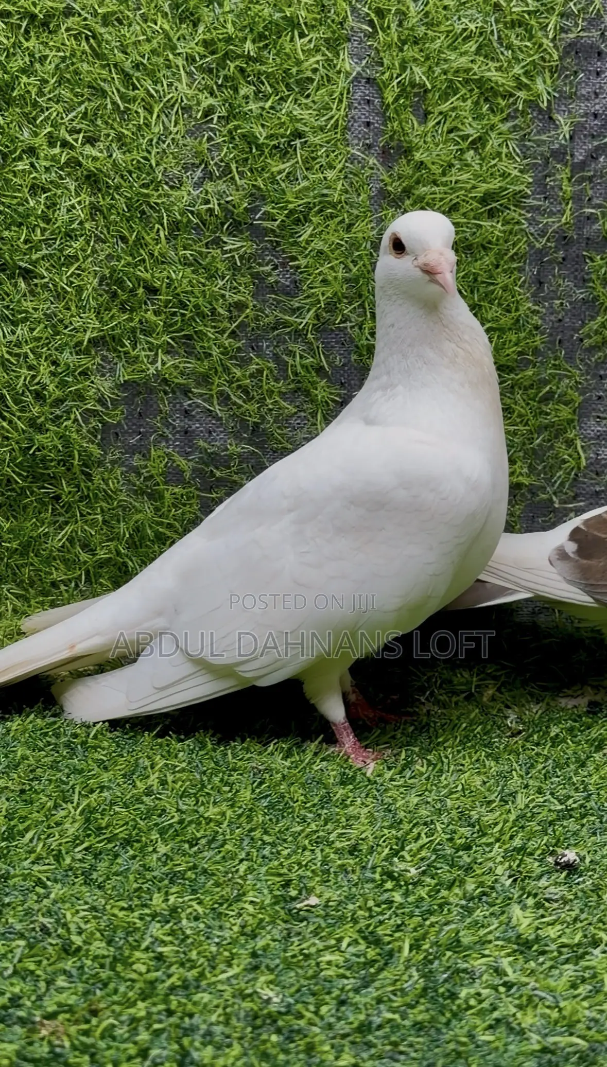 Saddle Racing Breeding Pair