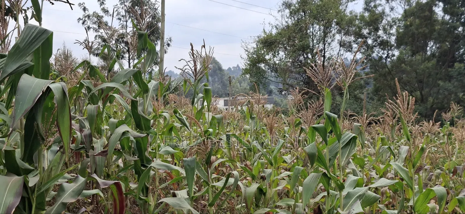 50×100 Residential Plot for Sale – Thogoto, Kikuyu