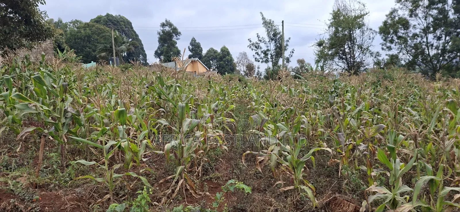 50×100 Residential Plot for Sale – Thogoto, Kikuyu