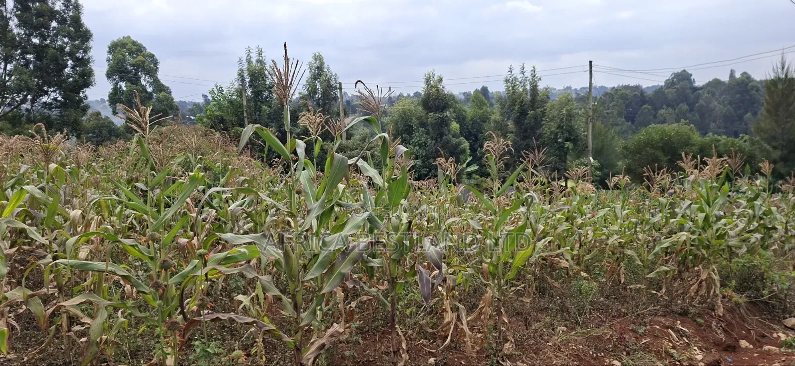 50×100 Residential Plot for Sale – Thogoto, Kikuyu
