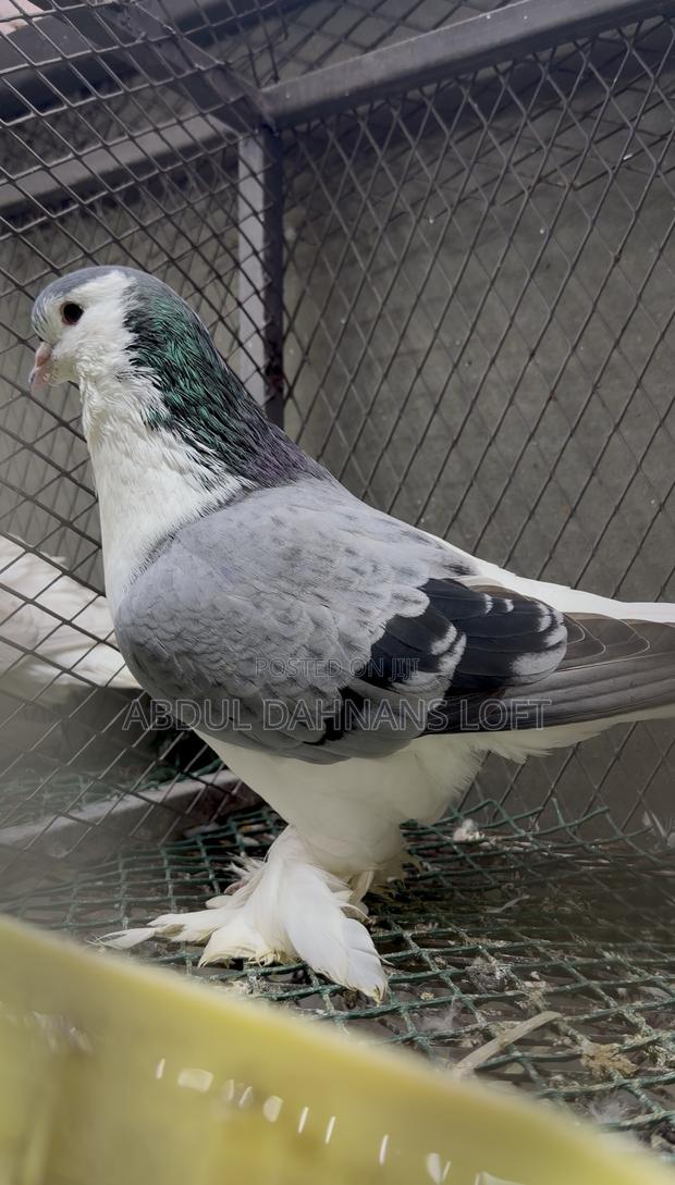 Lahore Marured Male Jumbo (Imported)