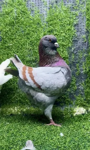 King Jumbo Breeding Pair